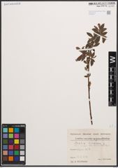 Foto von Salix cinerea L.